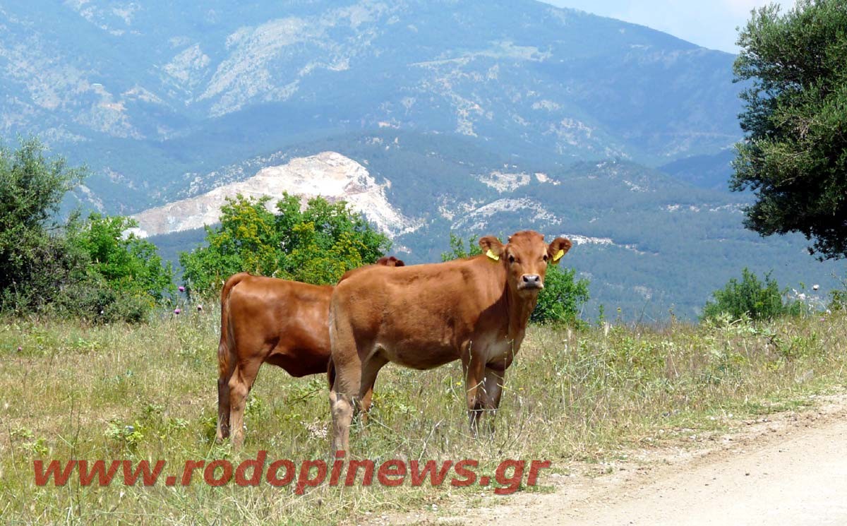 25 χρόνια για 200 δένδρα