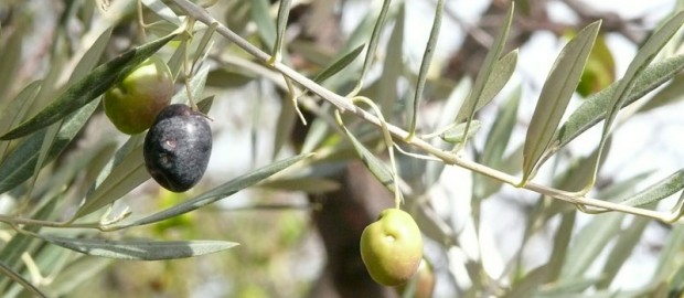 Ιαπωνικό ενδιαφέρον για το ελαιόλαδο που παράγεται στον νομό Καβάλας