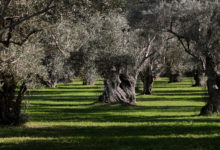 23,4 ΕΚΑΤΟΜΜΥΡΙΑ ΕΥΡΩ ΓΙΑ ΕΓΚΑΤΑΣΤΑΣΗ ΝΕΩΝ ΑΓΡΟΤΩΝ ΣΕ ΑΝΑΤΟΛΙΚΗ ΜΑΚΕΔΟΝΙΑ ΘΡΑΚΗ