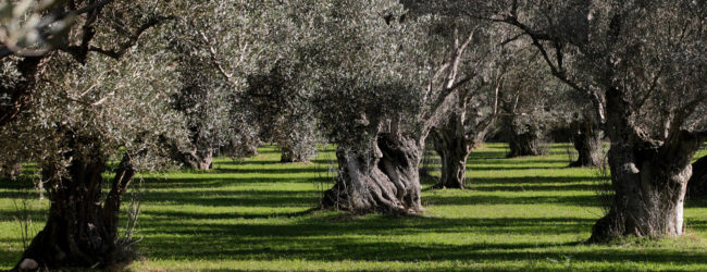 23,4 ΕΚΑΤΟΜΜΥΡΙΑ ΕΥΡΩ ΓΙΑ ΕΓΚΑΤΑΣΤΑΣΗ ΝΕΩΝ ΑΓΡΟΤΩΝ ΣΕ ΑΝΑΤΟΛΙΚΗ ΜΑΚΕΔΟΝΙΑ ΘΡΑΚΗ