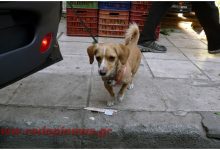 10.000 ΕΥΡΩ ΑΠΟΖΗΜΙΩΣΗ ΖΗΤΑ ΘΥΜΑ ΕΠΙΘΕΣΗΣ ΑΠΟ ΔΕΣΠΟΖΟΜΕΝΟ ΣΚΥΛΟ