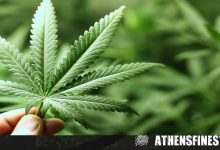 ΝΟΜΙΜΗ Η ΚΑΛΛΙΕΡΓΕΙΑ ΚΑΝΝΑΒΗΣ ΣΤΗΝ ΙΤΑΛΙΑ ΓΙΑ ΠΡΟΣΩΠΙΚΗ ΧΡΗΣΗ