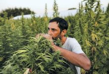 ΑΦΙΕΡΩΜΑ ΤΟΥ ΠΡΑΚΤΟΡΕΙΟΥ ΕΙΔΗΣΕΩΝ REUTERS ΓΙΑ ΤΗΝ ΙΑΤΡΙΚΗ ΚΑΝΝΑΒΗ ΣΤΗΝ ΕΛΛΑΔΑ